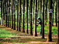 Cao su Việt Nam (GVR) đặt mục tiêu doanh thu đạt 27.527 tỷ đồng trong năm 2023