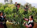  Ngành chè Việt trên hành trình xây dựng thương hiệu toàn cầu