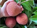 Những loại trái cây đặc sản đắt đỏ nhất thị trường mùa thu hoạch