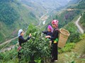 Chè hữu cơ: Lối ra mới cho nông nghiệp Lào Cai