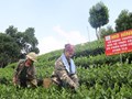 Ứng dụng khoa học: Chìa khóa đưa chè Văn Hán thành thương hiệu OCOP