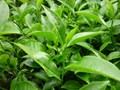 Trà Việt trên hành trình vươn ra thế giới