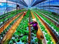 Chuyển đổi số trong nông nghiệp: Cơ hội nào cho người nông dân?