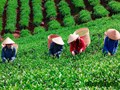Thái Nguyên đẩy mạnh tiến độ mở rộng diện tích vùng chuyên canh chè