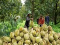 Chín giải pháp thúc đẩy xuất khẩu sầu riêng