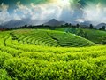 Giữ trọn niềm tin cho “đệ nhất danh trà” Thái Nguyên trong thời đại công nghệ số