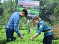 “Giữ hồn trung du”: Hành trình phục hưng giống chè quý của đất Thái