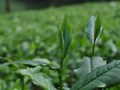 Bản địa tạo danh vị: Vì sao chè Thái Nguyên luôn được ưa chuộng?