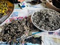 Trà vàng Tủa Chùa: Hương trầm giữa đại ngàn, vị thuốc giữa đời thường