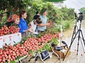 Nông sản và thương mại điện tử: Bắt nhịp hay bị bỏ lại phía sau?