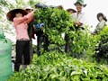Khi trà không còn chỉ là thức uống: Bức tranh mới của ngành chè Việt Nam