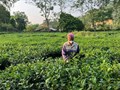 Nhãn hiệu chứng nhận: Lối mở mới cho giá trị cây chè Phú Thọ