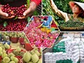 Hành trình thương mại hóa và nâng cao giá trị của hơn 20.000 sản phẩm OCOP