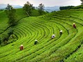 Định hướng tích hợp đa giá trị từ mô hình sản xuất chè gắn với du lịch sinh thái
