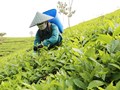 Mường Khương thu hút thêm 3 dự án chế biến chè búp tươi
