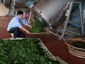 Sức mạnh cộng đồng trong cuộc chiến ngăn chặn chè giả, chè nhái