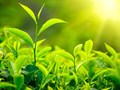 Hương vị ô long Bảo Lộc: Tinh hoa gói trong từng viên trà