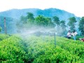 IPM và IPHM: Nền tảng khoa học cho hành trình sản xuất chè hữu cơ bền vững tại Thái Nguyên