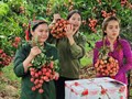 Khi nông dân livestream bán hàng: Công nghệ thay đổi cuộc sống nông thôn