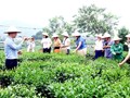 HTX Chè: Cầu nối xanh giữa nông nghiệp, văn hóa và du lịch