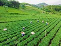 Điểm tên những Đại danh trà ở thủ phủ chè Thái Nguyên