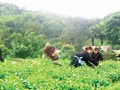 Khai thác giá trị đồi chè cổ gắn với mục tiêu phát triển sinh kế bền vững ở Vô Tranh
