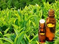 Chiết xuất trà xanh: Bí quyết dưỡng da tự nhiên, hiệu quả và an toàn