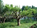 Bảo tồn và nâng cao giá trị kinh tế quần thể chè Shan tuyết cổ thụ tại Tuyên Quang