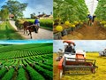 Kinh tế nông thôn: Động lực mới từ vùng đất cũ