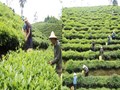 Chè búp tươi bội thu, Mường Khương tiến tới hơn 100 ha chè hữu cơ