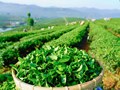 B’Lao – Vùng đất hái hương về trong mỗi chén trà
