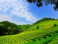 Phát triển du lịch xanh từ đồi chè: Động lực cho kinh tế nông thôn tại Lâm Đồng
