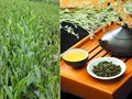 Ô long Thúy Ngọc – Lá chắn tự nhiên cho trái tim khỏe mạnh