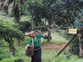Thoát nghèo nhờ chè cổ thụ: Câu chuyện hồi sinh từ vùng núi Tô Múa