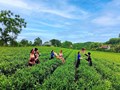 Vô Tranh dịch chuyển mô hình: Đưa văn hóa vào chuỗi giá trị trà