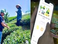 Chống hàng giả, dựng niềm tin - Hệ sinh thái số cho chè Việt bứt phá