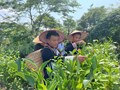 A Lù chuyển mình từ cây chè: Hành trình từ nghèo khó đến kinh tế hàng hóa