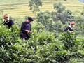 Chè Shan Tuyết và khát vọng thoát nghèo bền vững nơi rẻo cao Hà Giang