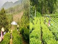 Cây chè trên cao nguyên Ba Bể: Mạch sống kinh tế và hy vọng xanh cho Chu Hương