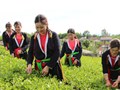 Bàn Đạt khởi sắc từ những nương chè VietGAP