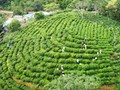Đệ nhất danh trà trên con đường hội nhập: Cơ hội và thách thức của chè Thái Nguyên