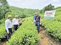 Chè hữu cơ: Hướng đi tất yếu cho nông nghiệp bền vững ở miền núi phía Bắc