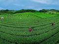 Hơn 6 thập kỷ chè Đường Hoa: Từ ký ức khai hoang đến bản sắc văn hóa vùng đất