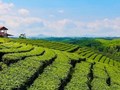Định hướng xây dựng chuỗi giá trị tích hợp cho chè Đường Hoa