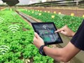Định hướng ứng dụng trí tuệ nhân tạo trong sản xuất chè