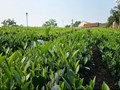 Ngành trà toàn cầu trước ngã rẽ sinh tồn và chuyển đổi xanh