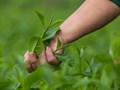 Tiêu dùng xanh: Chìa khóa để ngành chè Việt vươn xa 