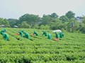 Liên kết chiến lược FDI và tư nhân: Bệ phóng cho thương hiệu chè Việt