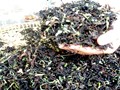Nghệ thuật làm trà ở Phú Hội: Từ lá tươi đến chén trà đỏ bầm