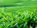 Chè Việt Nam dẫn đầu tại Indonesia: Thị phần lớn nhưng áp lực cạnh tranh gia tăng